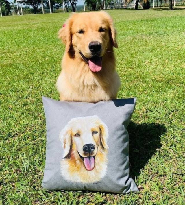 Golden retriever sentado na grama atrás de uma almofada com o seu retrato pintado à mão