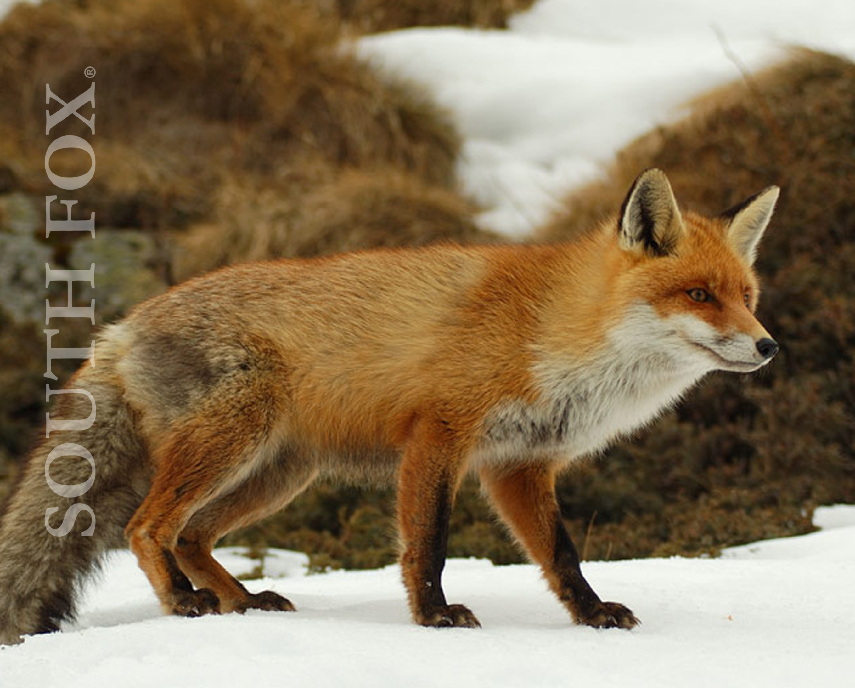 El zorro, símbolo de South Fox