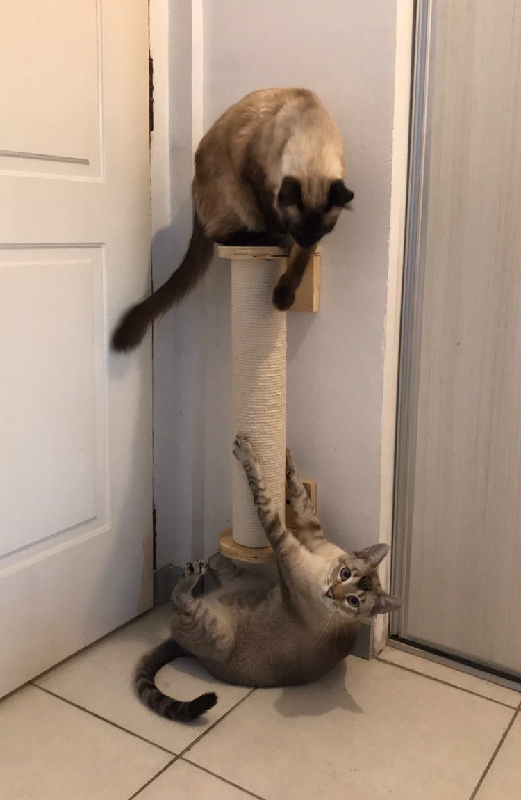Michis usando el Rascador de Pared Purfect
