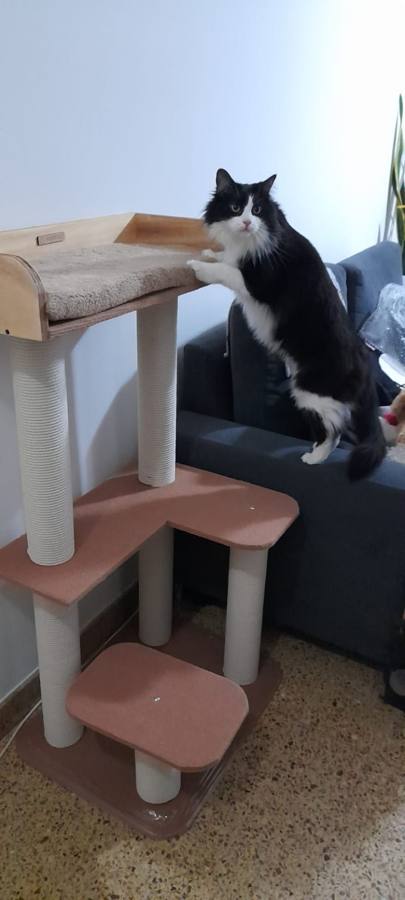 Michi usando el Gimnasio Michulino XL Purfect