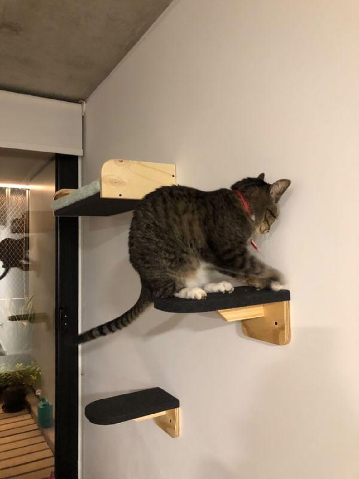 Pelda&ntilde;os de pared