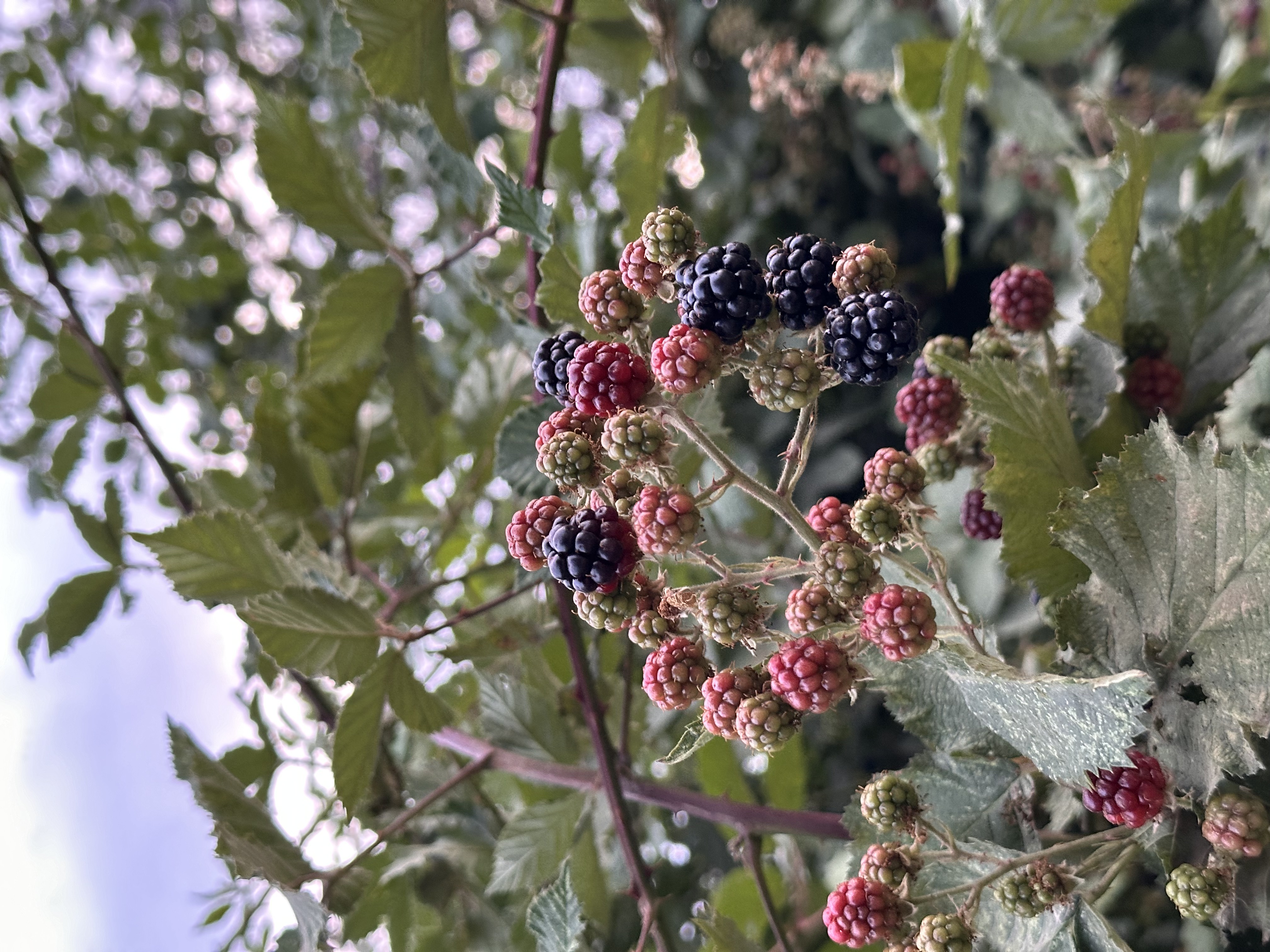Ar&aacute;ndanos patag&oacute;nicos