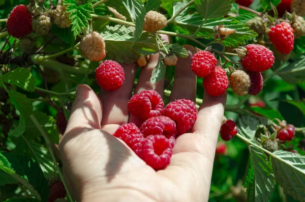 Mezcla de frutos del bosque