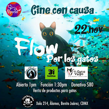 Flow por los gatos