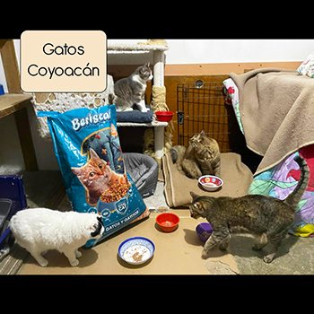 Gatos en Coyoac&aacute;n