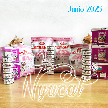 Donativo 29