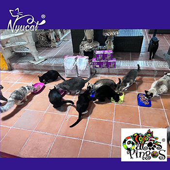 Gatos Pingos