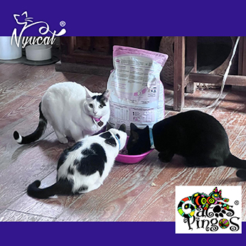 Gatos Pingos