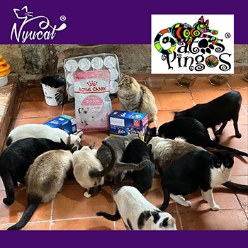 Gatos Pingos