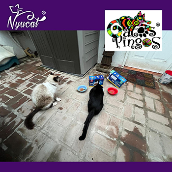 Gatos Pingos