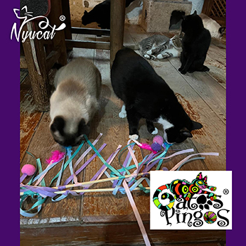 Gatos Pingos