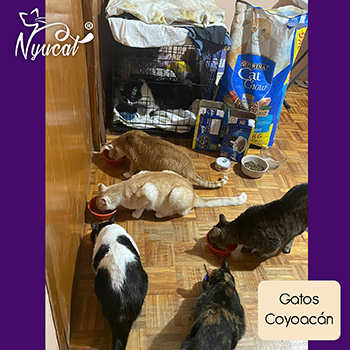 Gatos en Coyoac&aacute;n