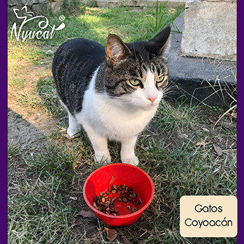 Gatos en Coyoac&aacute;n