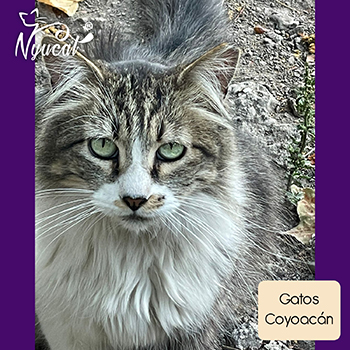 Gatos en Coyoac&aacute;n
