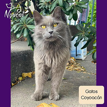 Gatos en Coyoac&aacute;n