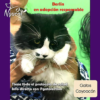 Gatos en Coyoac&aacute;n