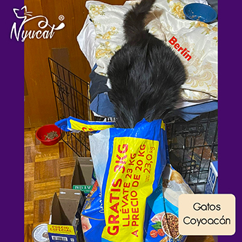 Gatos en Coyoac&aacute;n