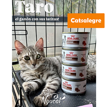 Cats Alegre