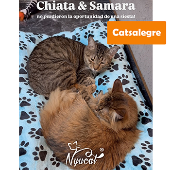 Cats Alegre