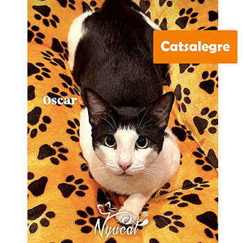Cats Alegre