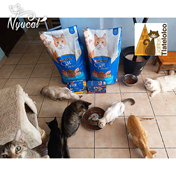 Gatitos Tlatelolco