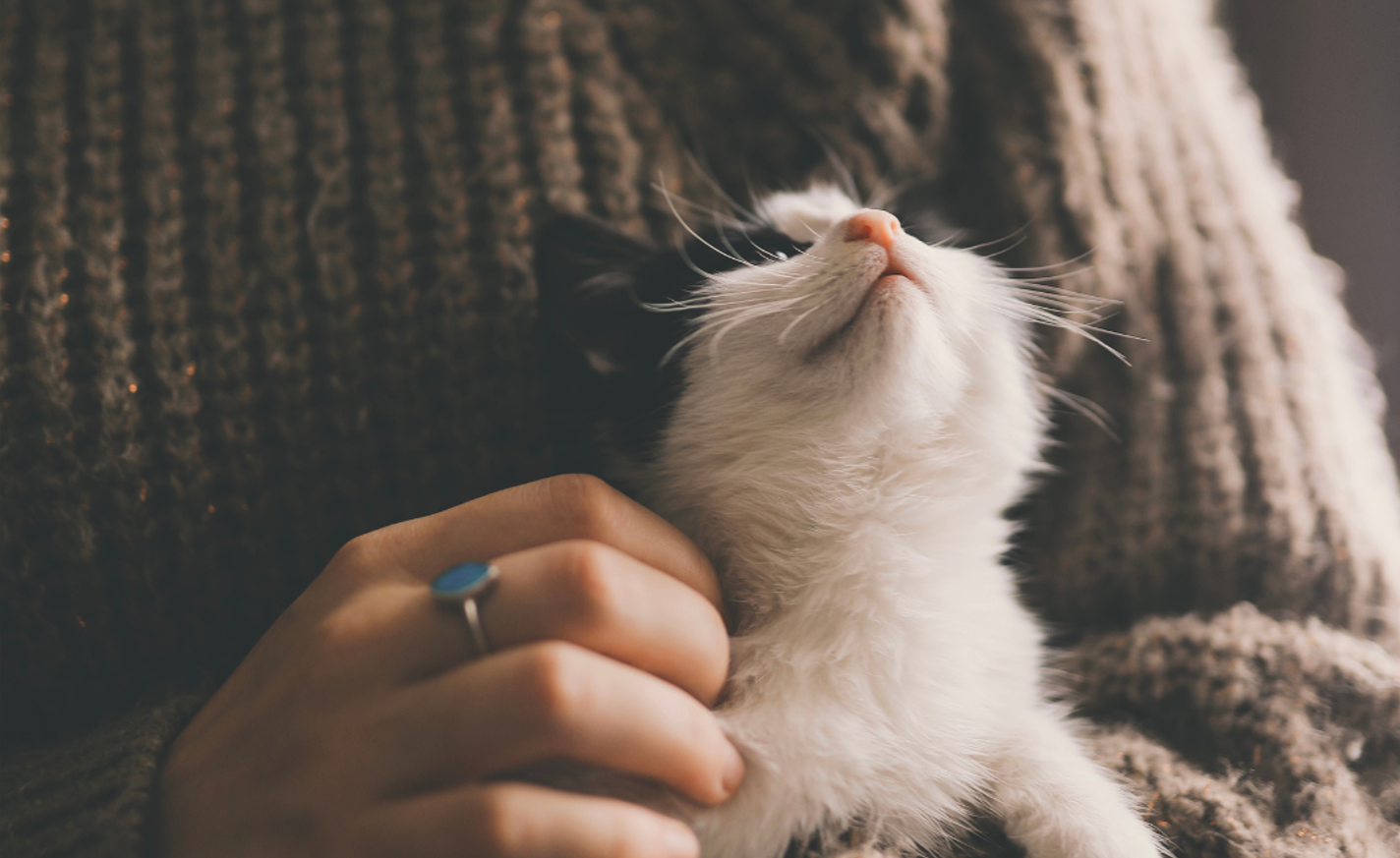 Gato em cama de parede
