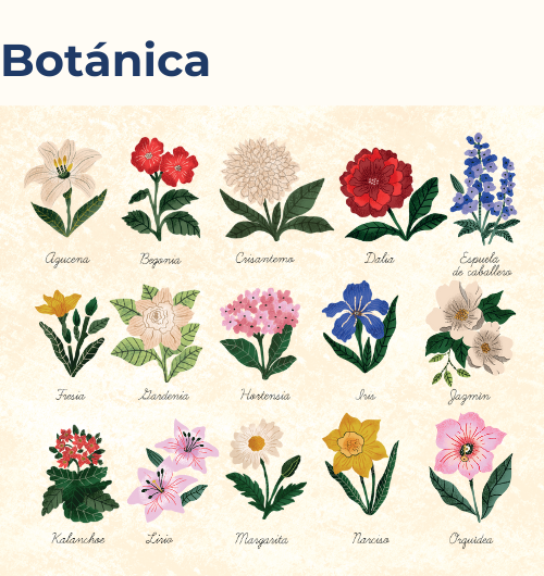 Botanica