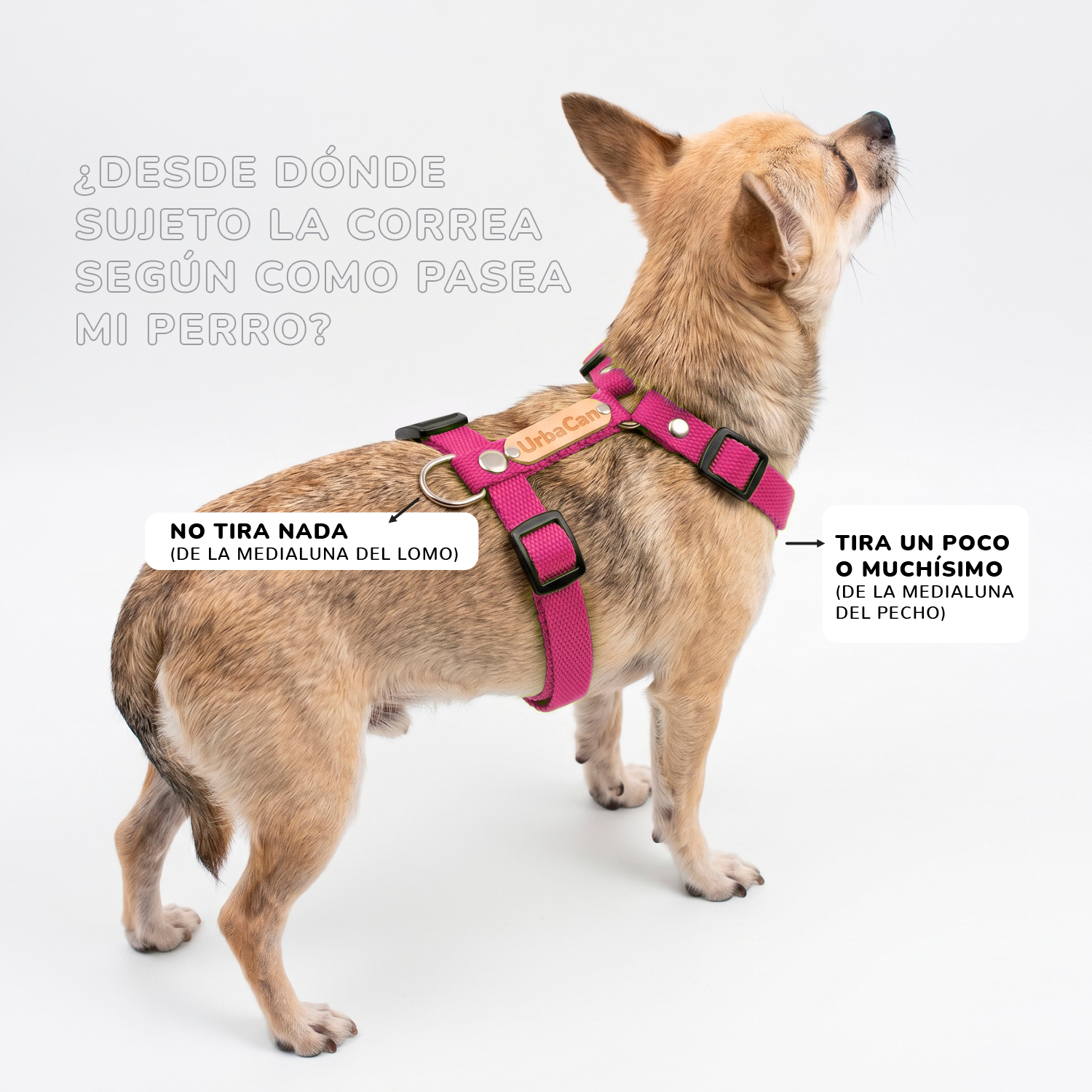 Como sujetar la correa en un pretal H segun como pasea mi perro