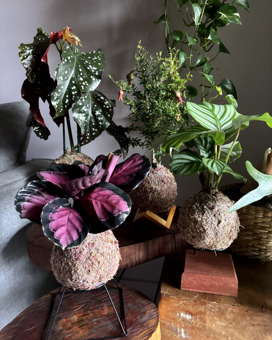 Romã, Begônia Maria, Calathea Crismon e Calathea Orbifolia em kokedama
