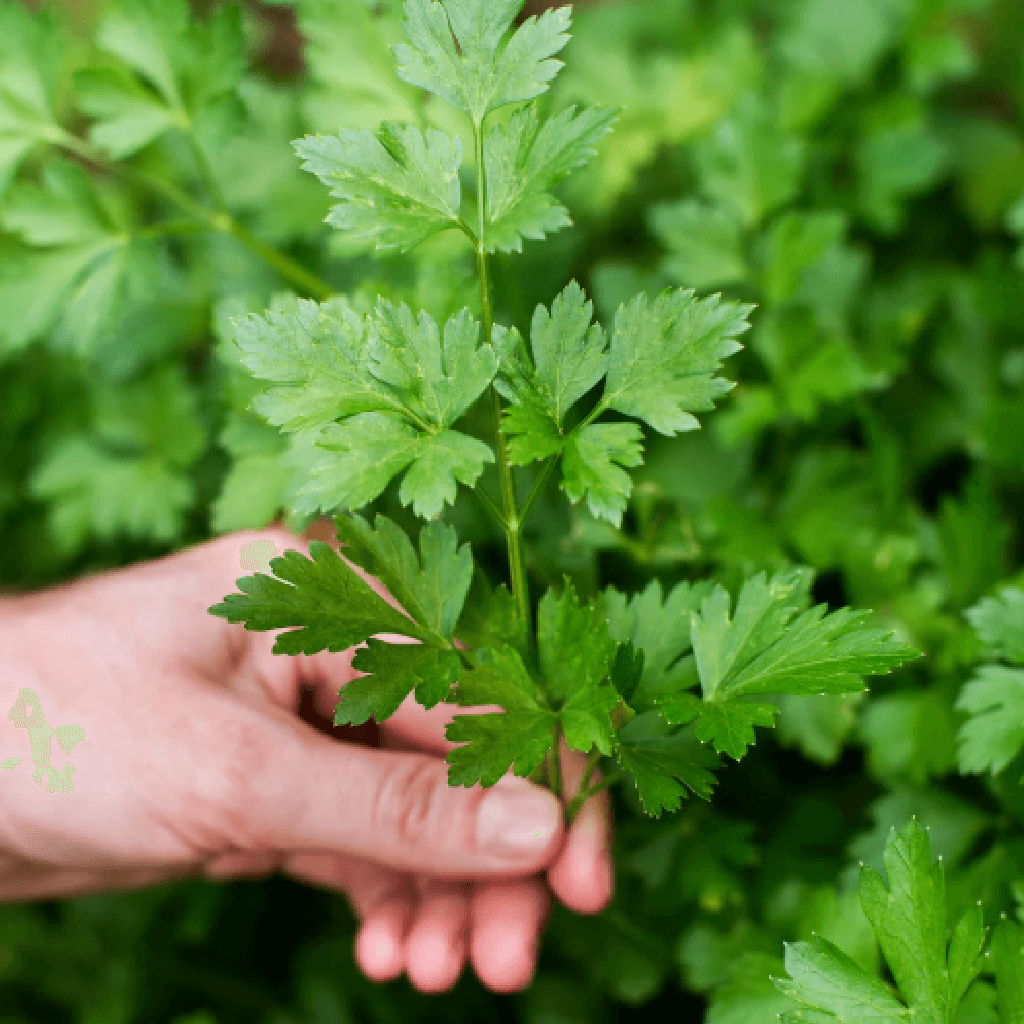 C&uacute;rcuma e Especiarias