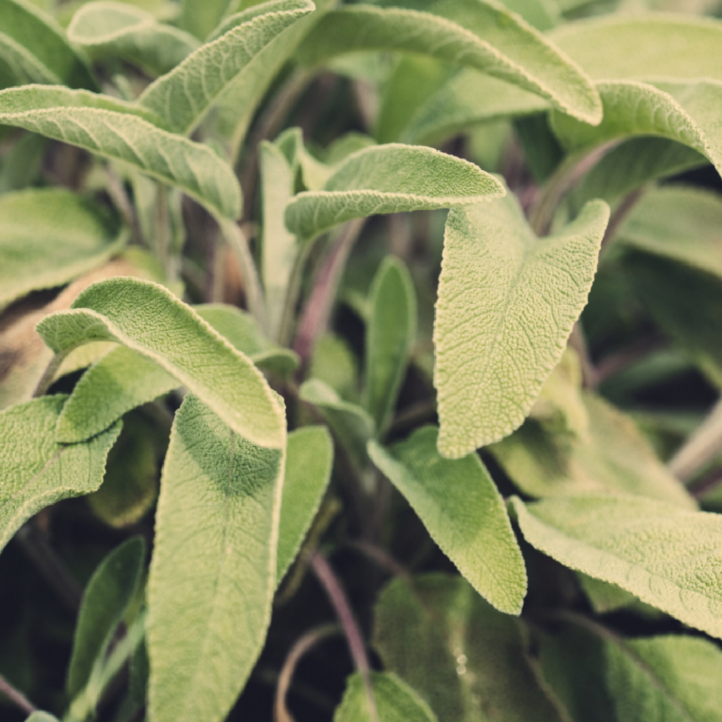 S&aacute;lvia e Manjerona