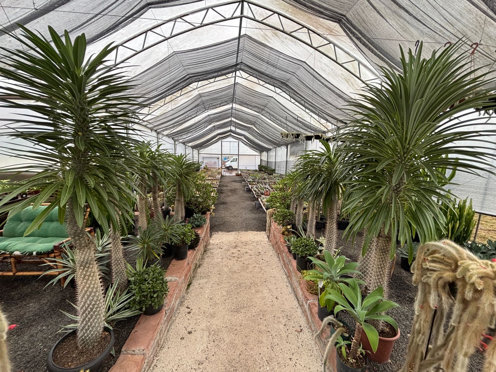 Cactário JD - Cactos e suculentas