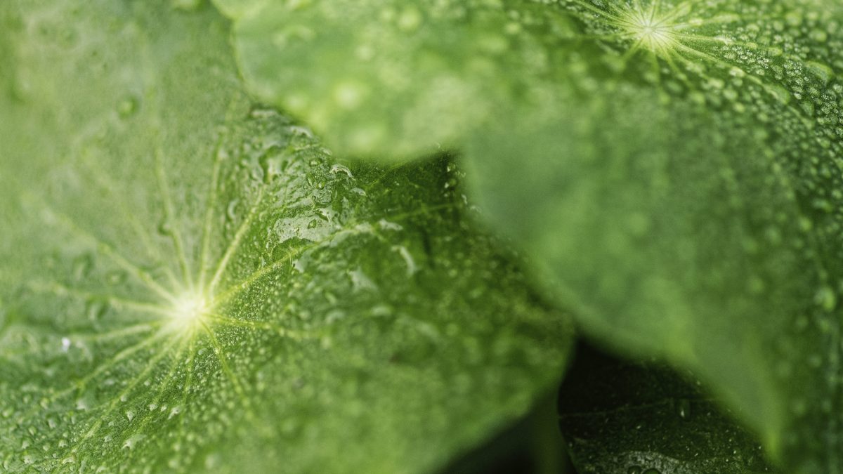 Centella y Centella Asiática en Skincare: Todo lo que tenés que saber