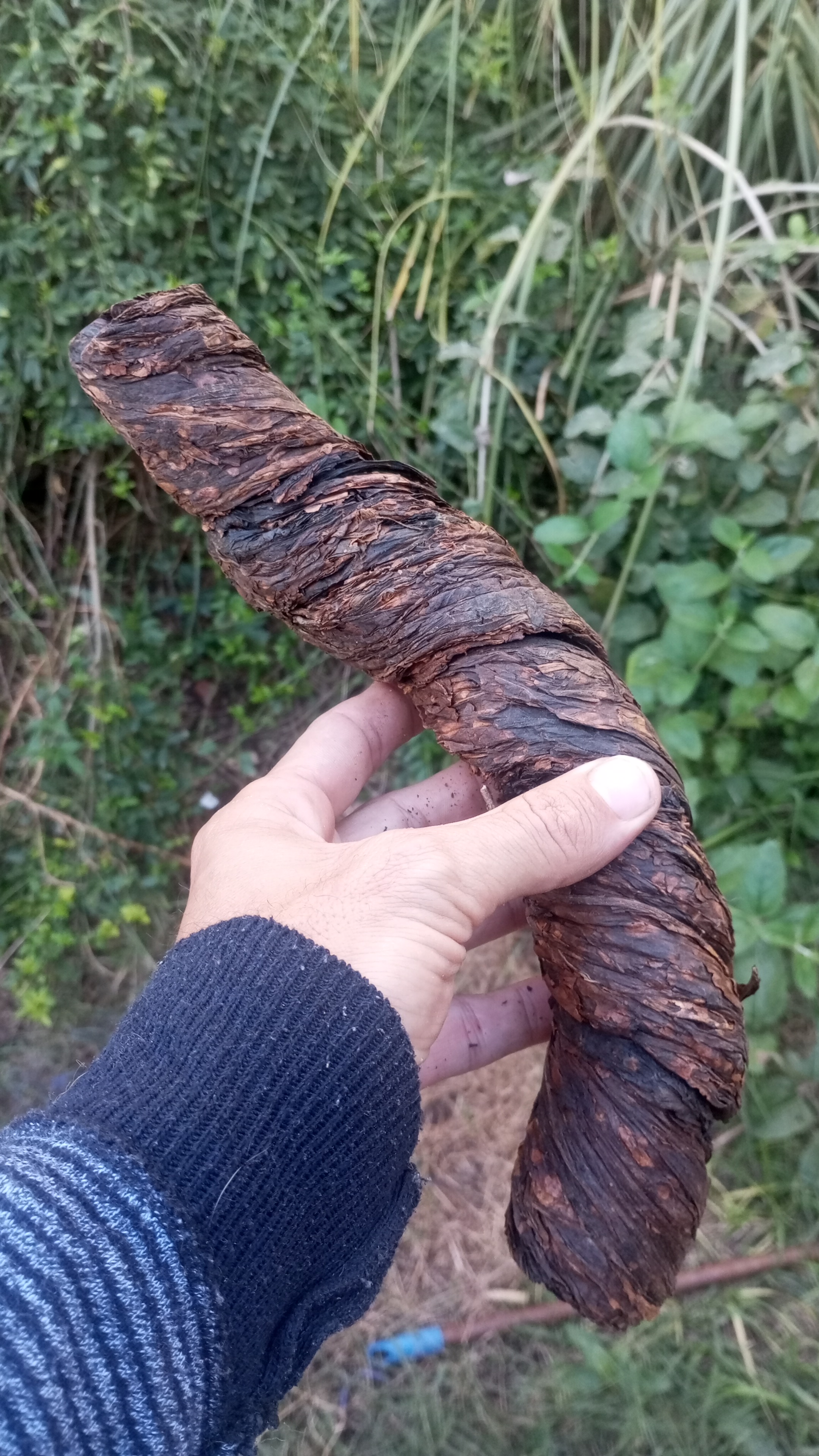 tabaco mapacho en cuerda origen brasil