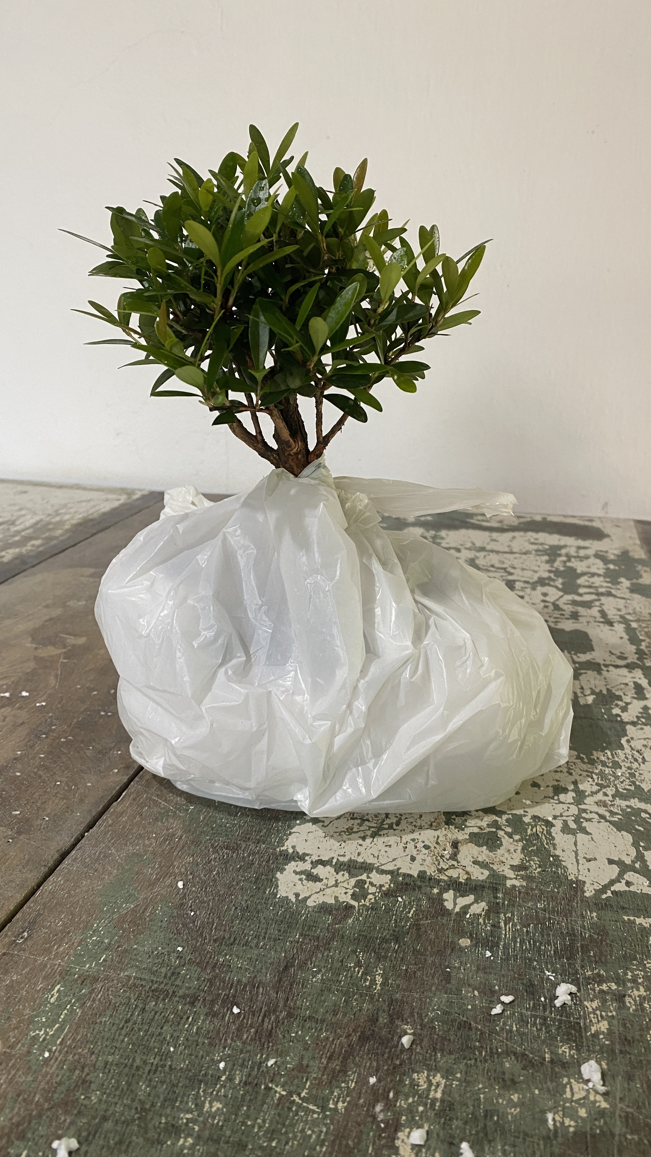 Bonsai fora da caixa