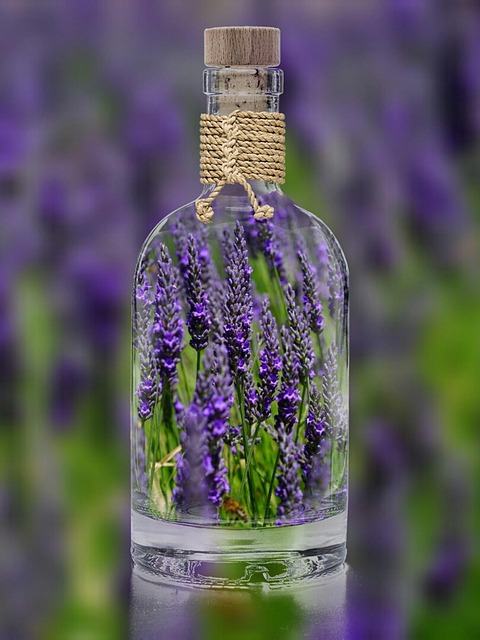 Campo de lavanda Calmaria