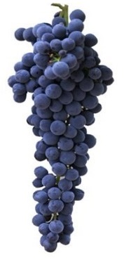 cabernet-sauvignon-logo