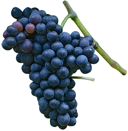 logo-uvas-malbec