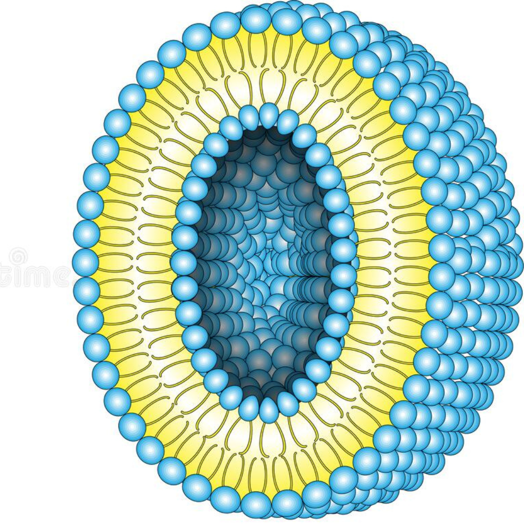 Lipossomas