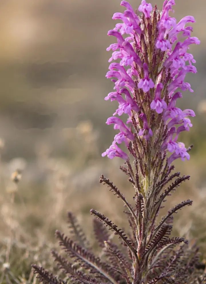 Flor de pedicularis en el campo