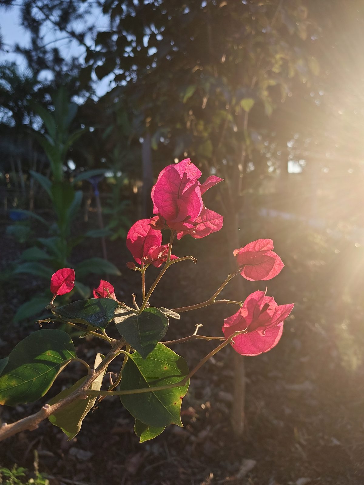 Buganvília ao pôr do sol no sítio da LEIRA