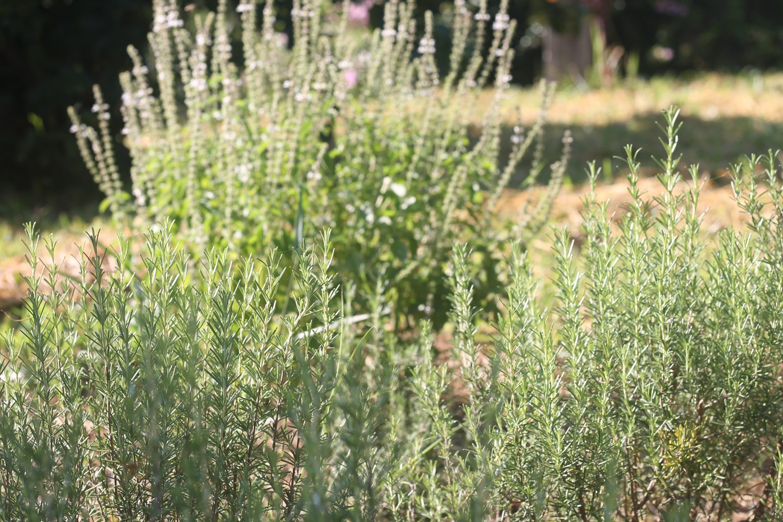 Canteiro de cultivo de plantas aromáticas no sítio da LEIRA, no Vale do Paraíba (SP)