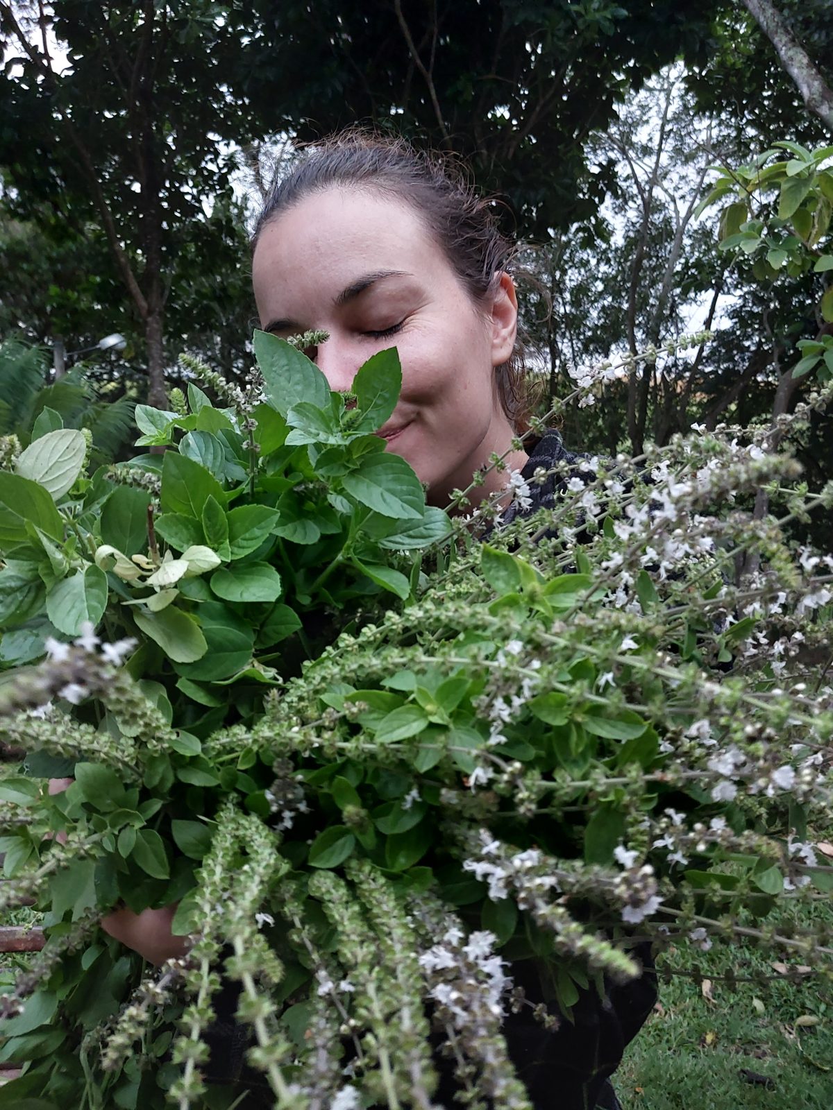 Colheita de plantas aromáticas no sítio da LEIRA