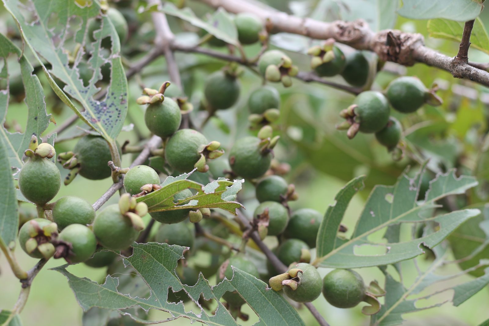 Frutos de araçá amarelo em formação no sítio da LEIRA