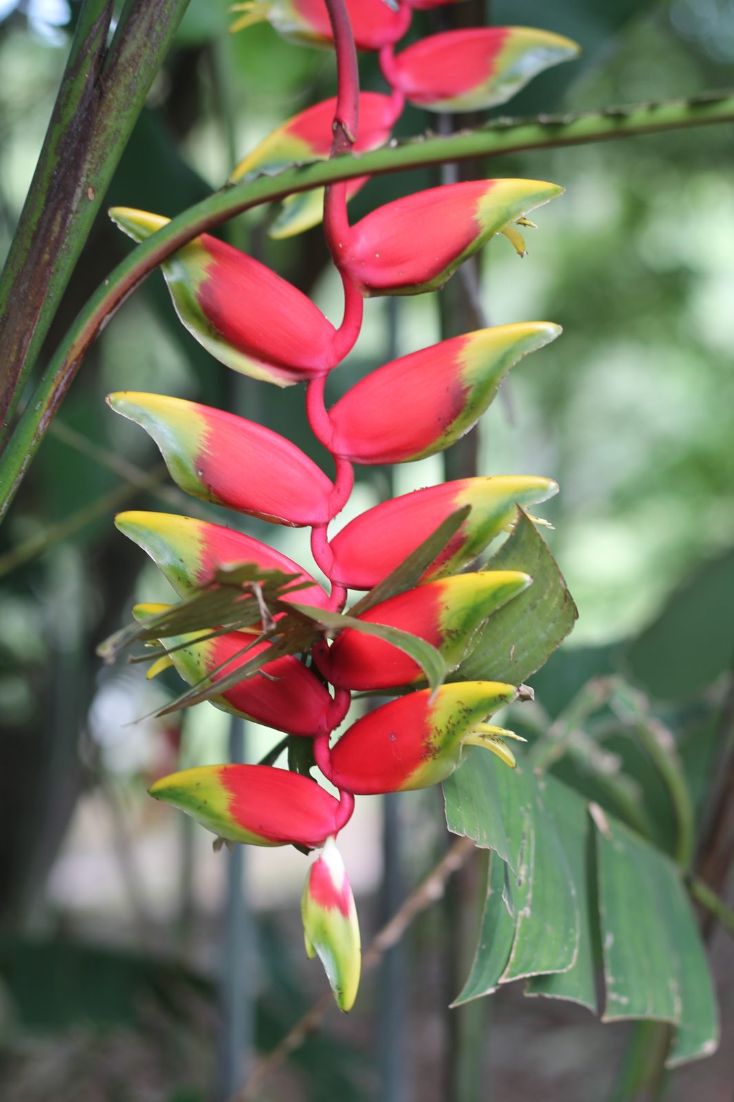Planta tropical Heliconia flor em cultivo na Leira