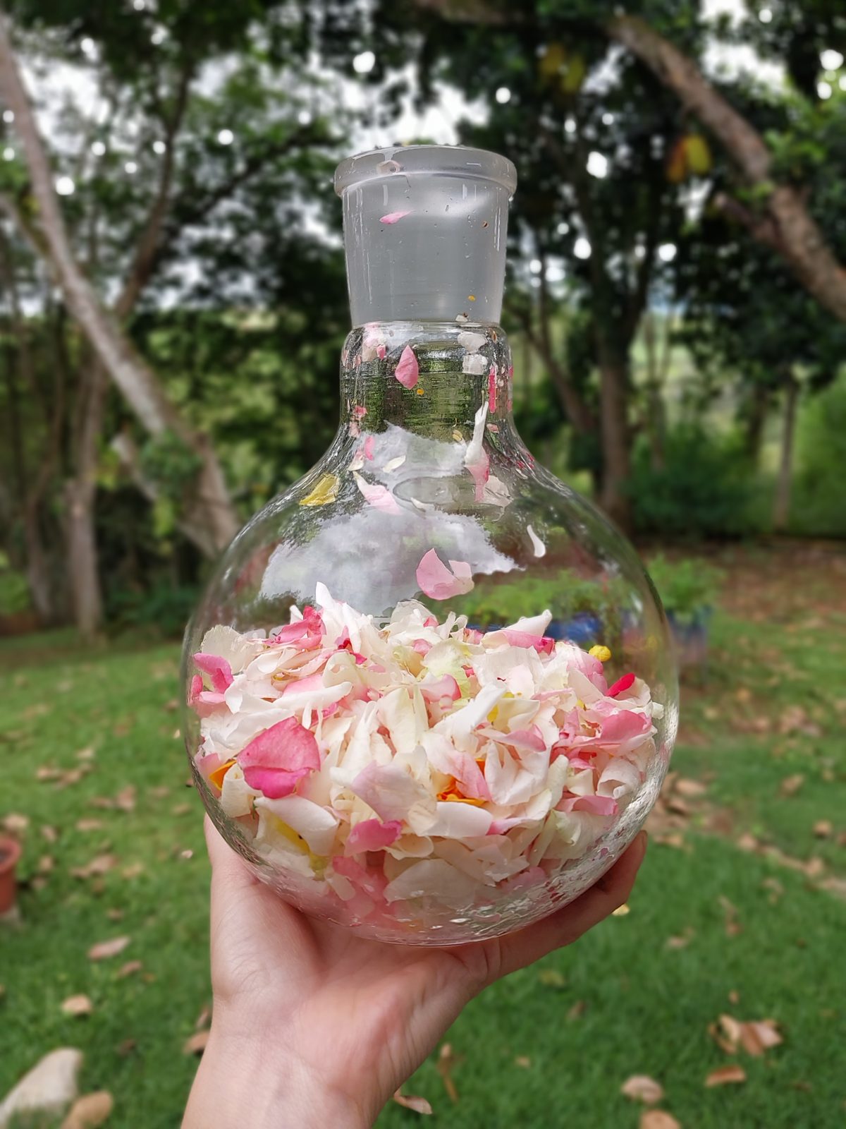Balão de vidro com pétalas no laboratório da LEIRA