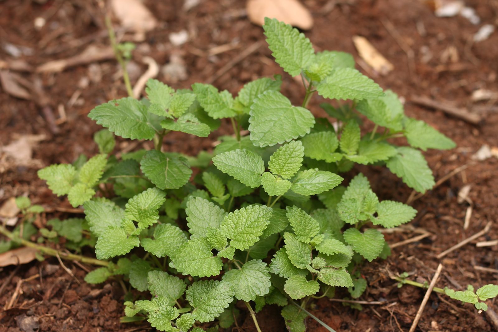 Muda de planta aromática em canteiro de cultivo da LEIRA