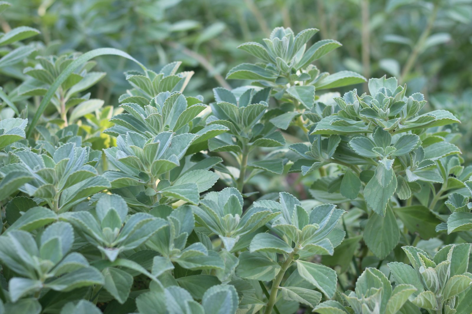 Planta boldo rasteiro em cultivo na LEIRA