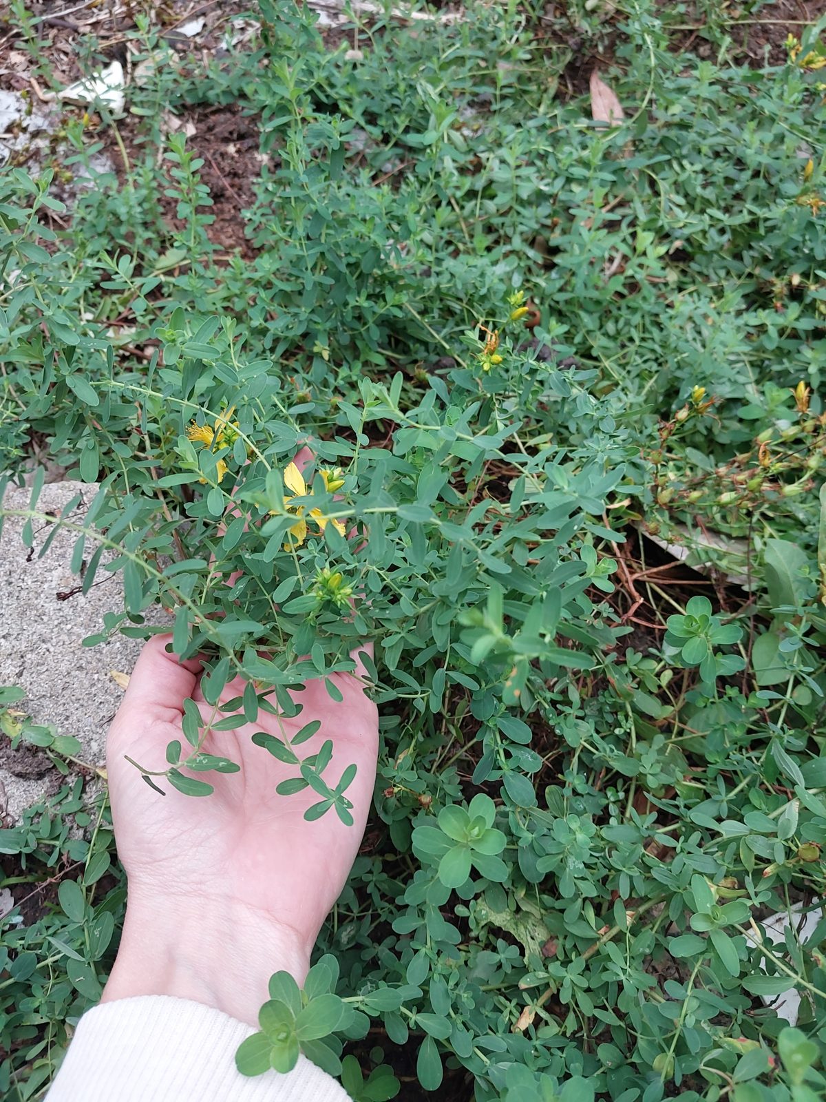 Planta Hypericum perforatum de flor amarela observada no campo do sítio da LEIRA