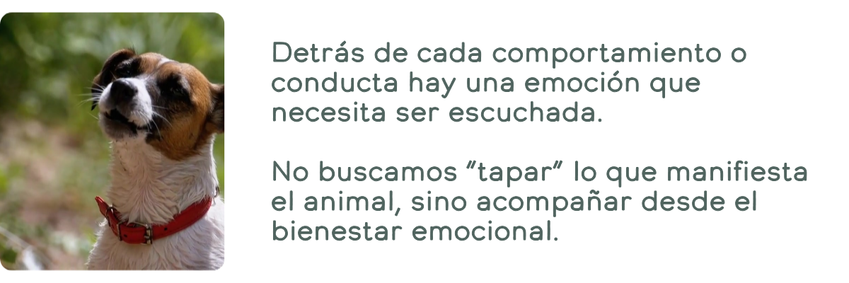 Funcionamiento de la linea Herbo Pets